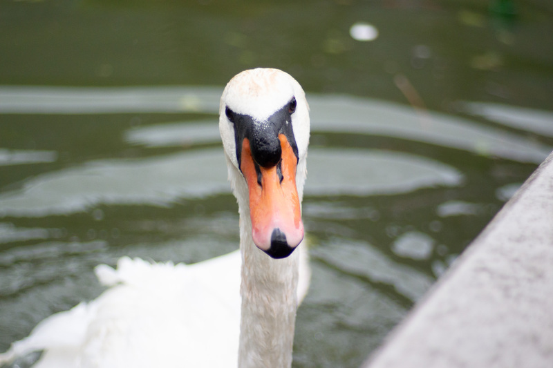 Animal 1