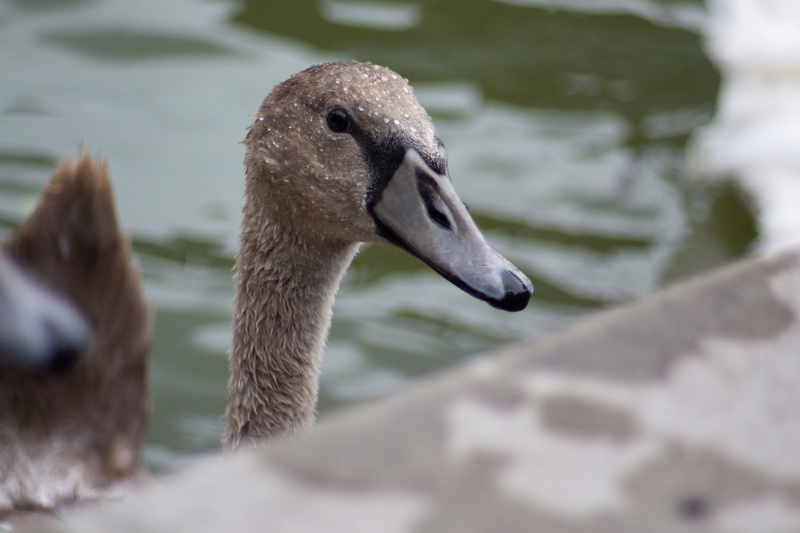 Animal 2