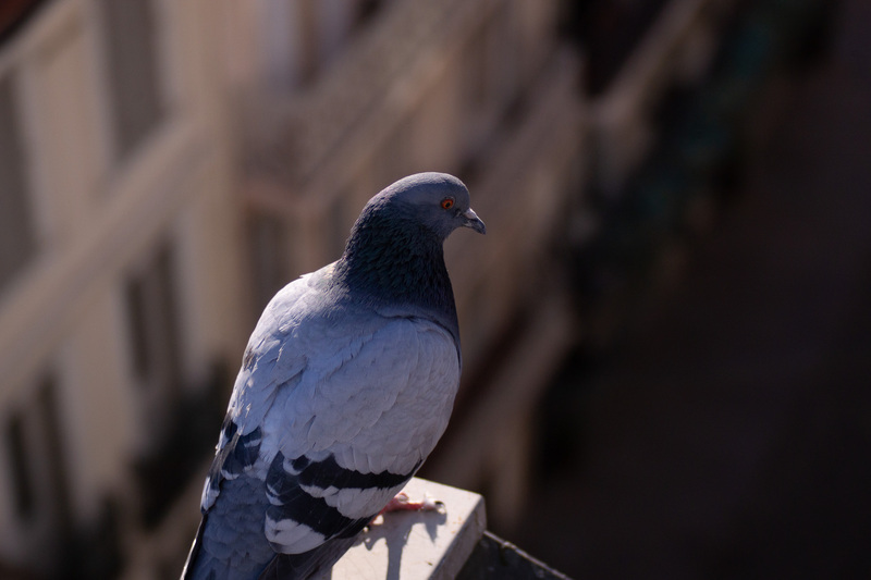 Animal 4